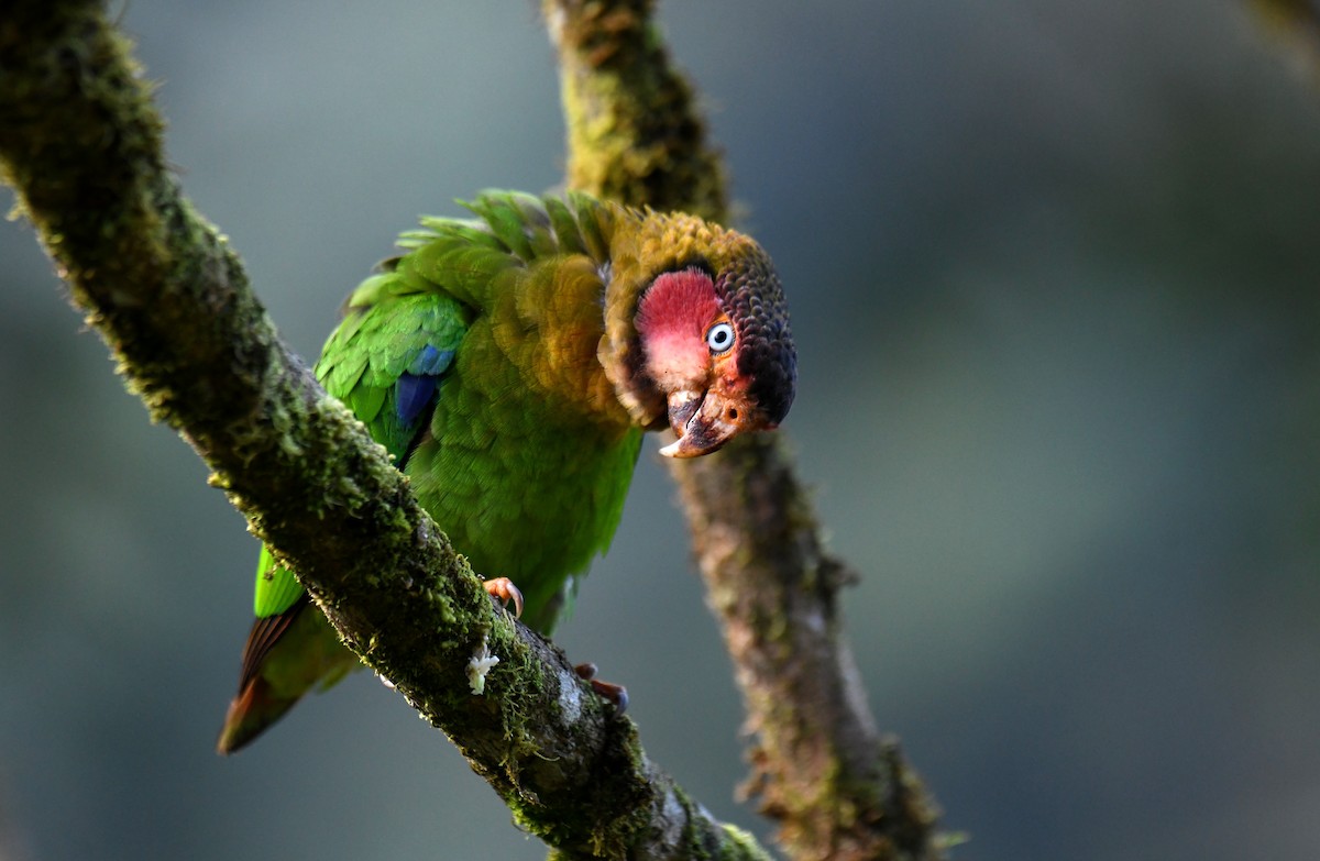 Rose-faced Parrot - ML620812756