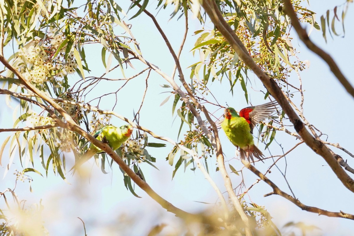 Swift Parrot - ML620812757