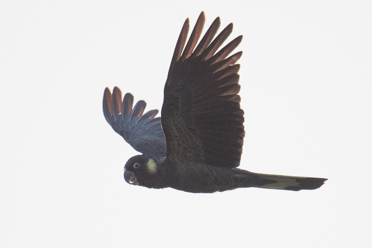 Yellow-tailed Black-Cockatoo - ML620812758