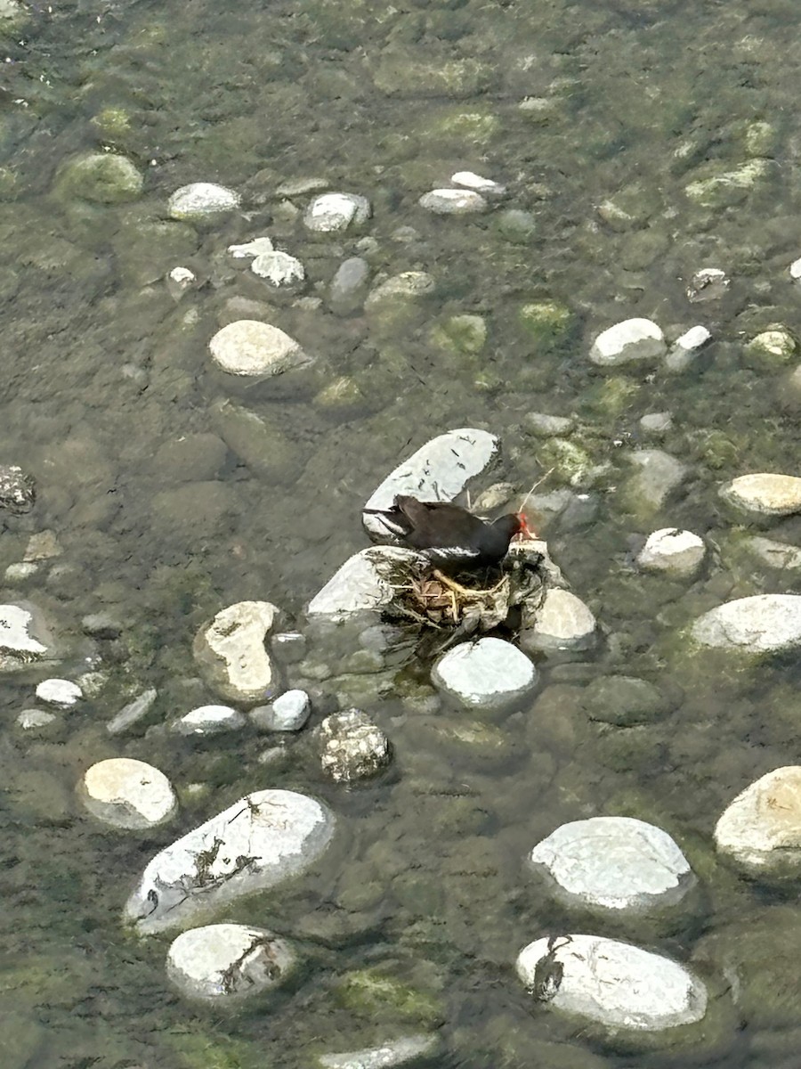 Eurasian Moorhen - ML620812760