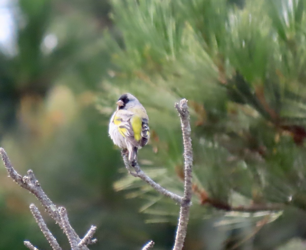 Lawrence's Goldfinch - ML620812761