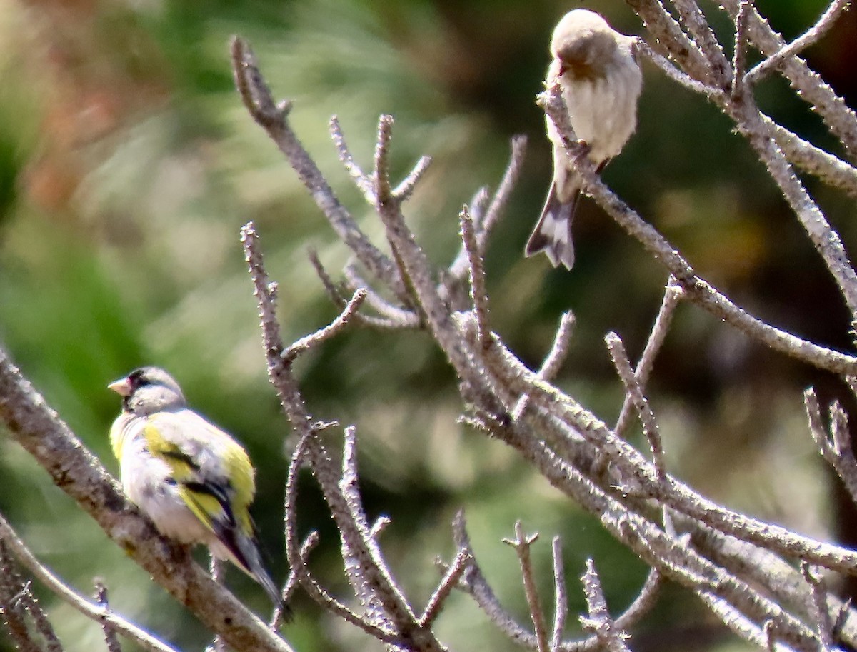 Lawrence's Goldfinch - ML620812763