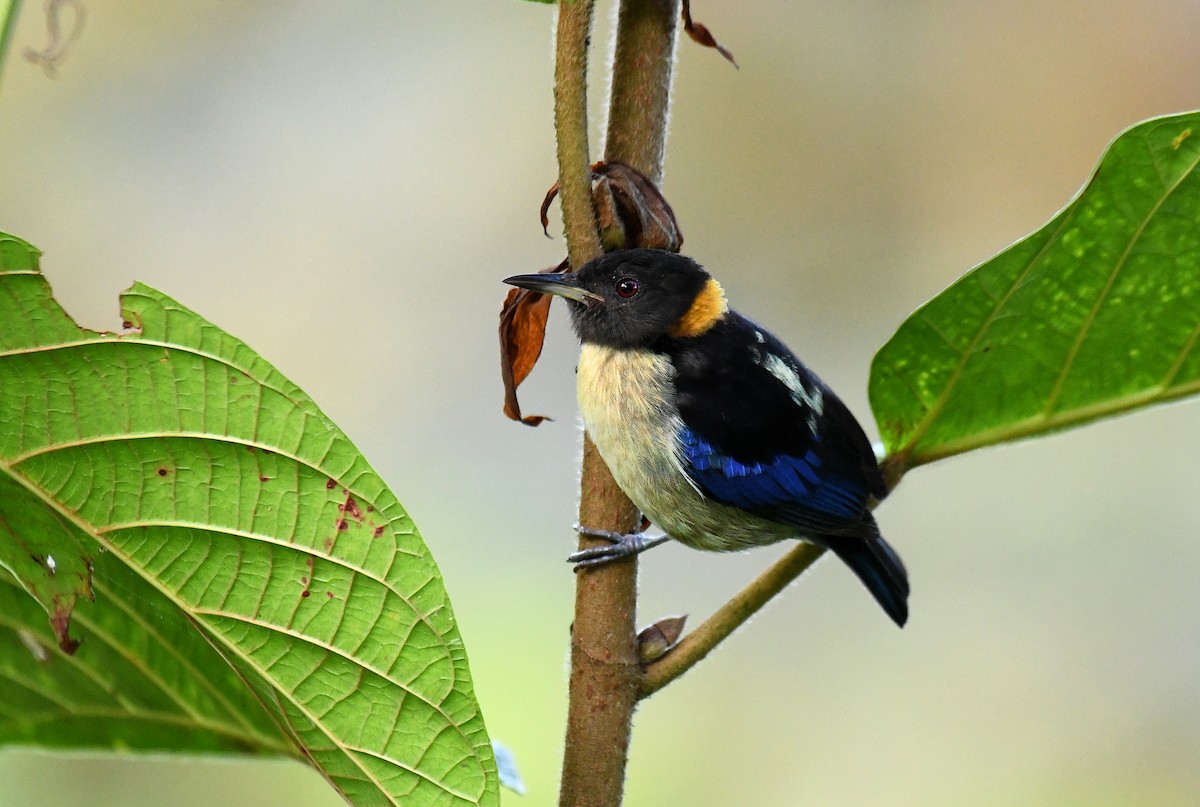 Golden-collared Honeycreeper - ML620812765