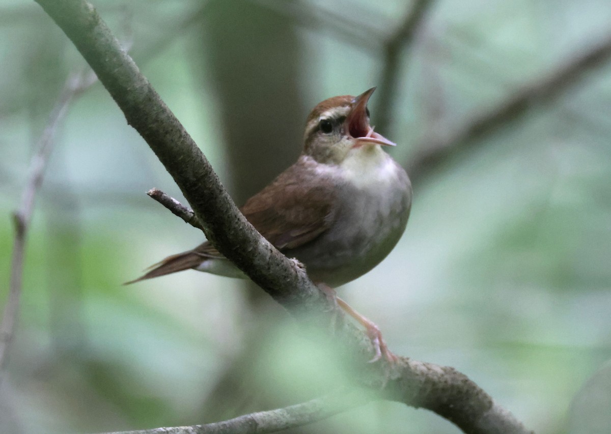 Swainson's Warbler - ML620812766