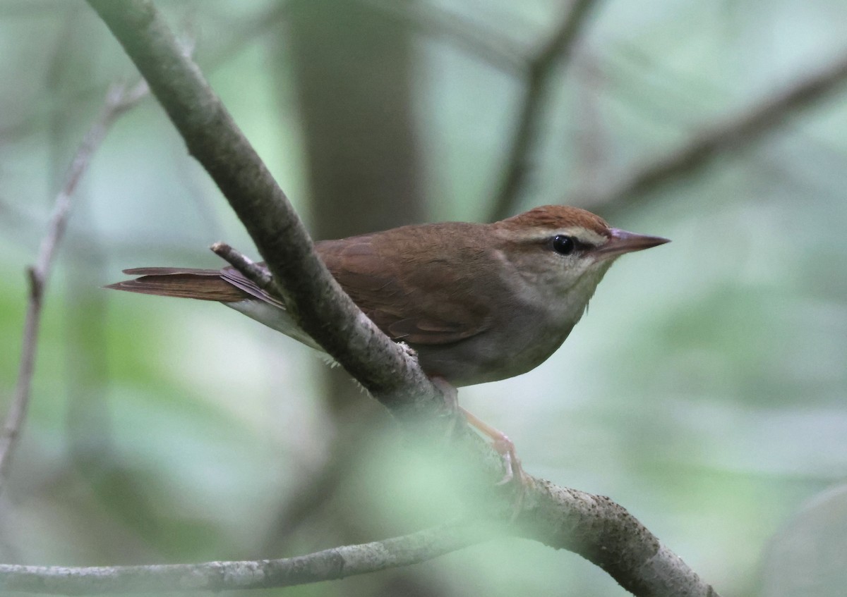 Swainson's Warbler - ML620812768