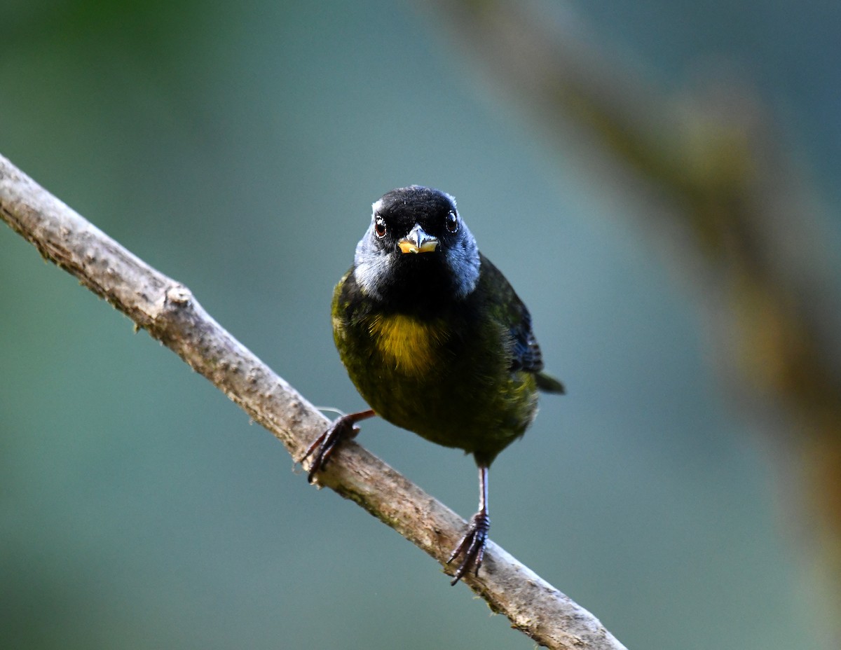 Moss-backed Tanager - ML620812769
