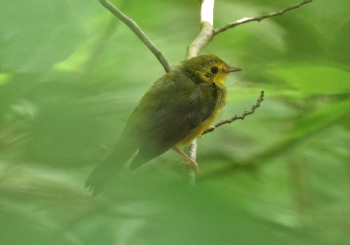 Hooded Warbler - ML620812770