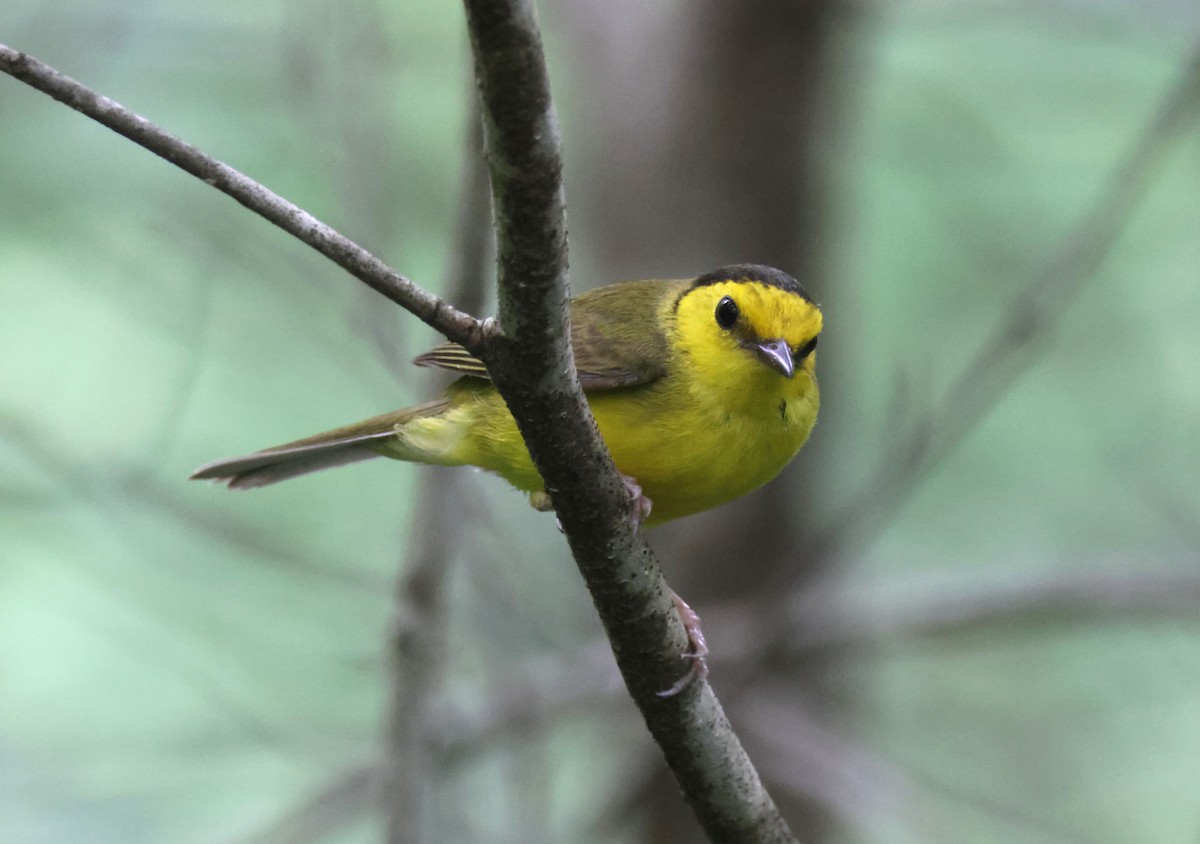 Hooded Warbler - Mark  Brown