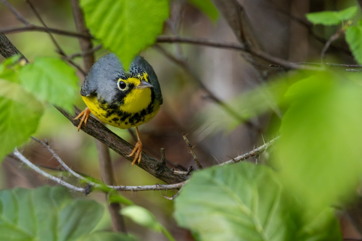 Canada Warbler - ML620812774