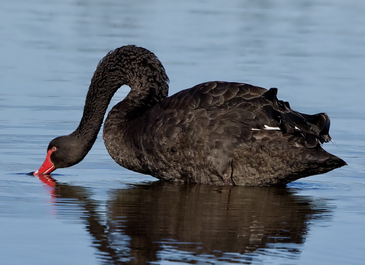 Cisne Negro - ML620812776