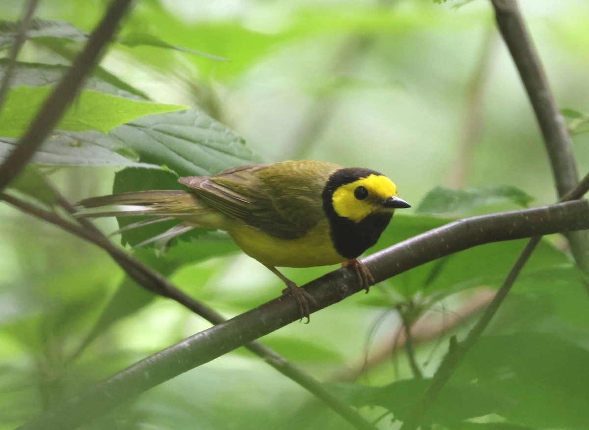 Hooded Warbler - ML620812777