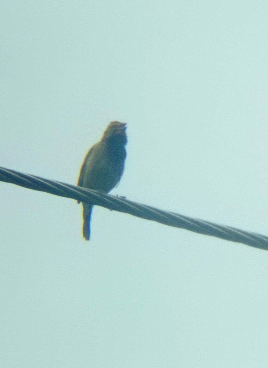 Yellow-faced Grassquit - ML620812778