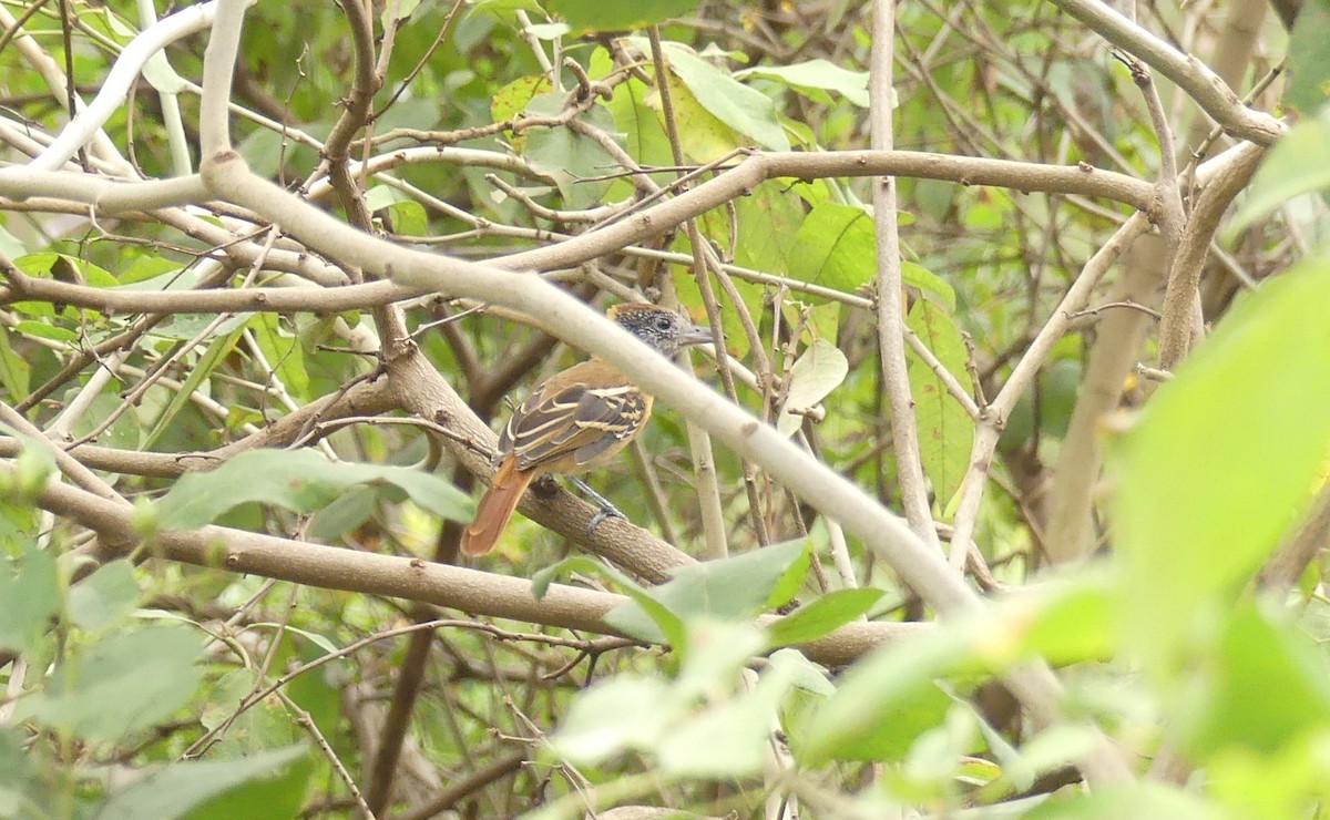 Collared Antshrike - ML620812780