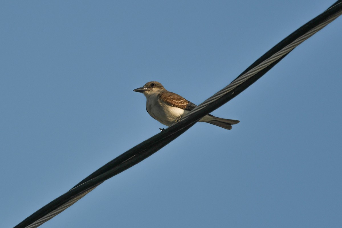 Gray Kingbird - ML620812789