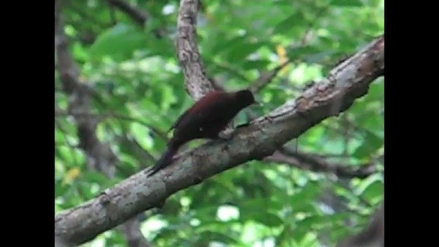 Okinawa Woodpecker - ML620812792