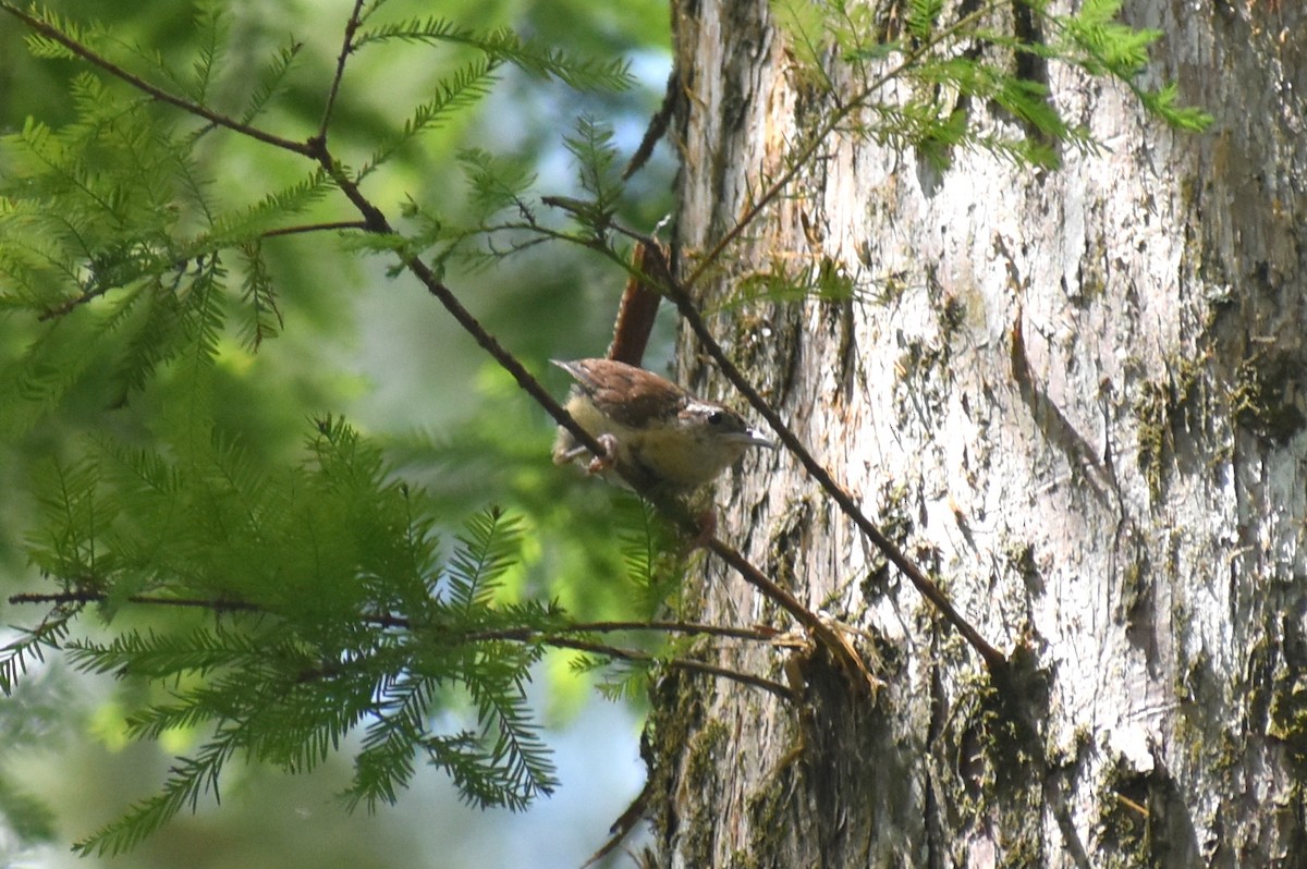 Carolina Wren - ML620812805