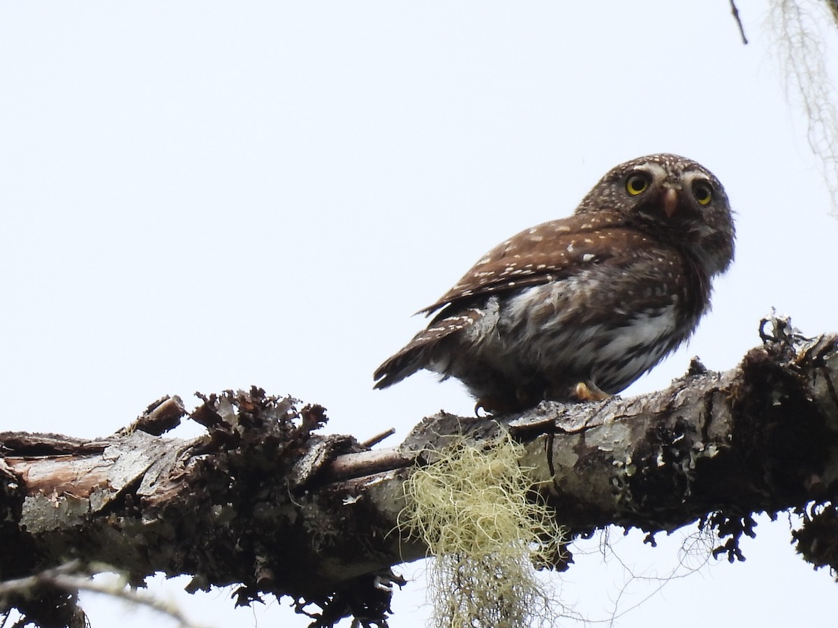 Northern Pygmy-Owl - ML620812807