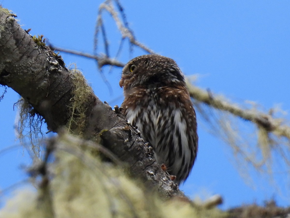 Northern Pygmy-Owl - ML620812808