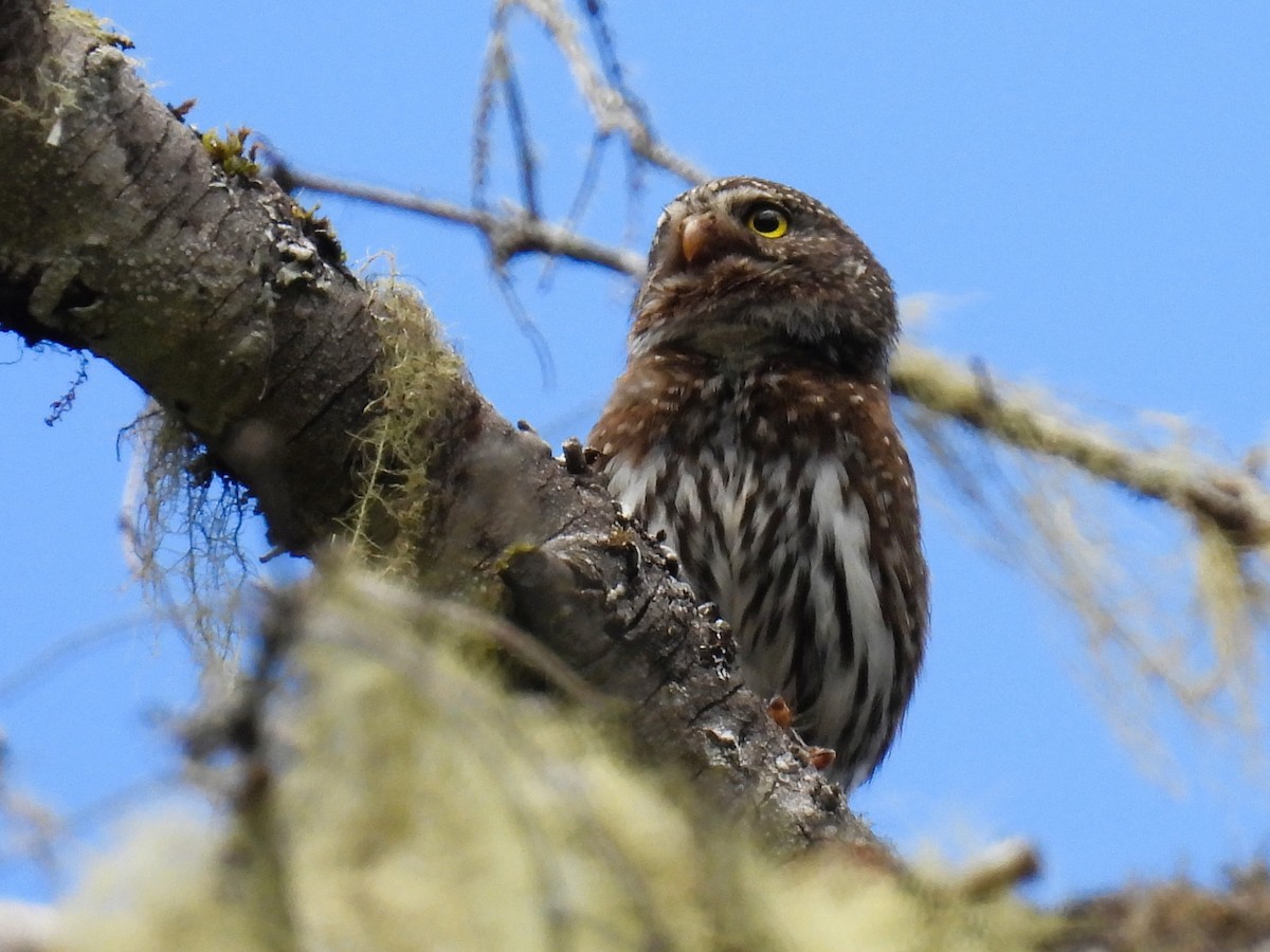 Northern Pygmy-Owl - ML620812809