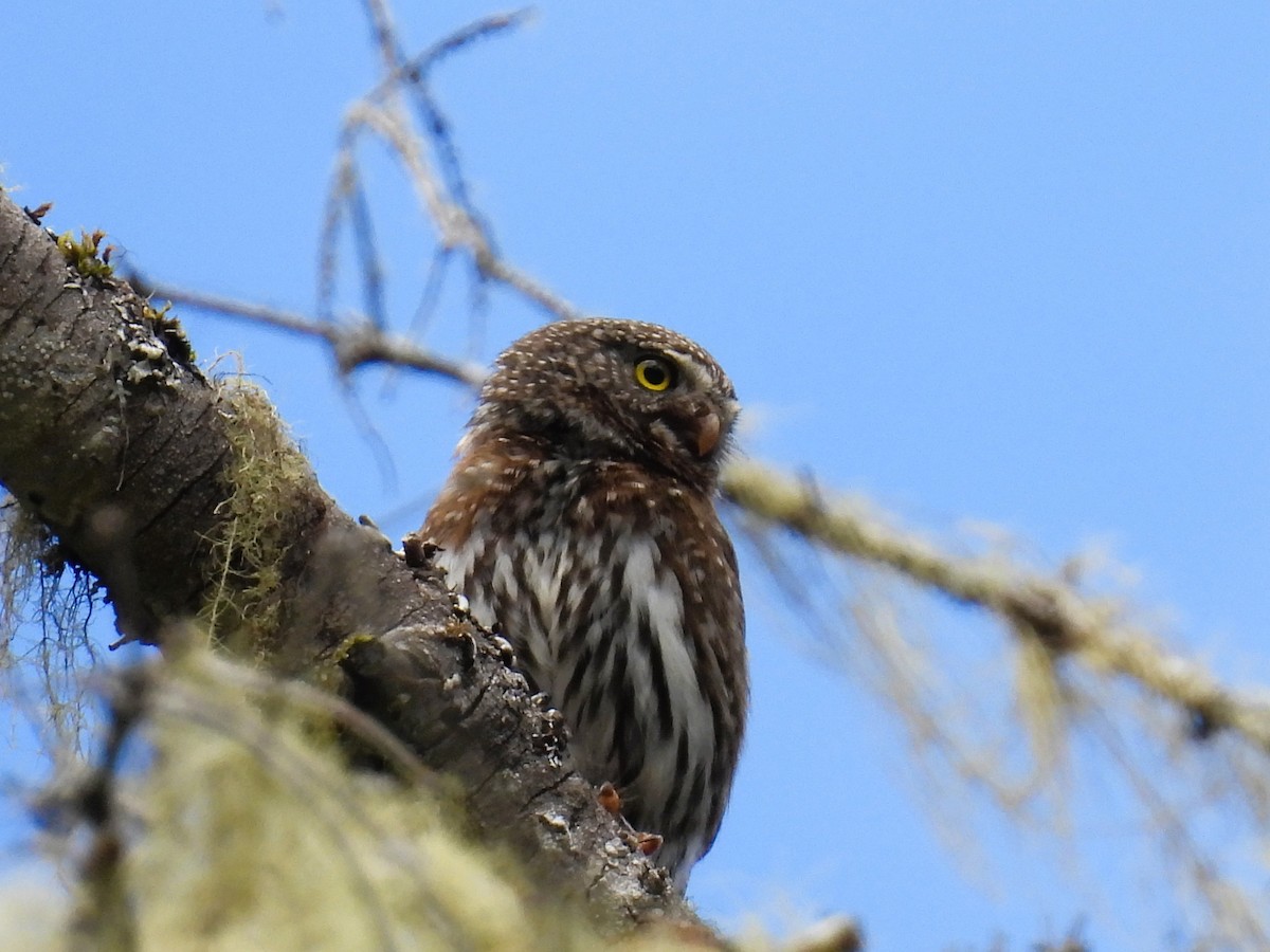 Northern Pygmy-Owl - ML620812810