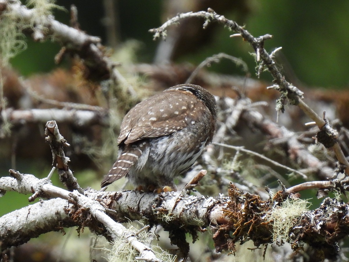 Northern Pygmy-Owl - ML620812811