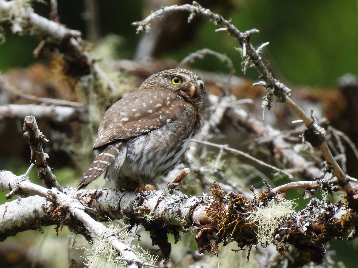 Northern Pygmy-Owl - ML620812812