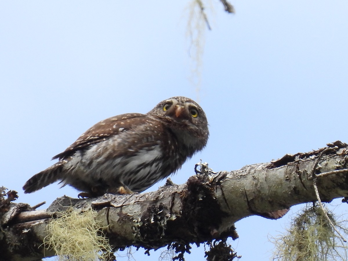 Northern Pygmy-Owl - ML620812813