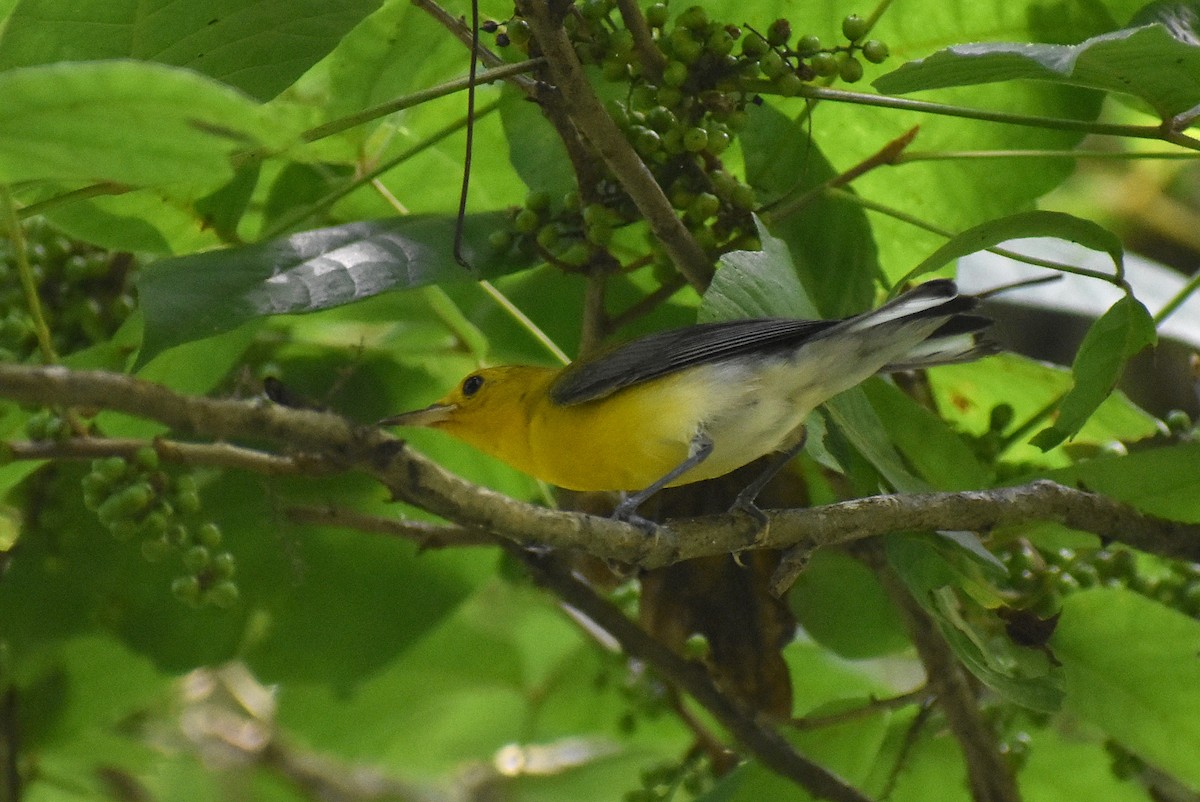 Prothonotary Warbler - ML620812814