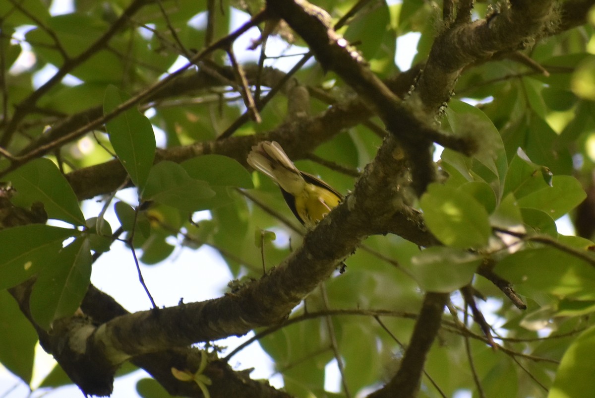 Hooded Warbler - ML620812818