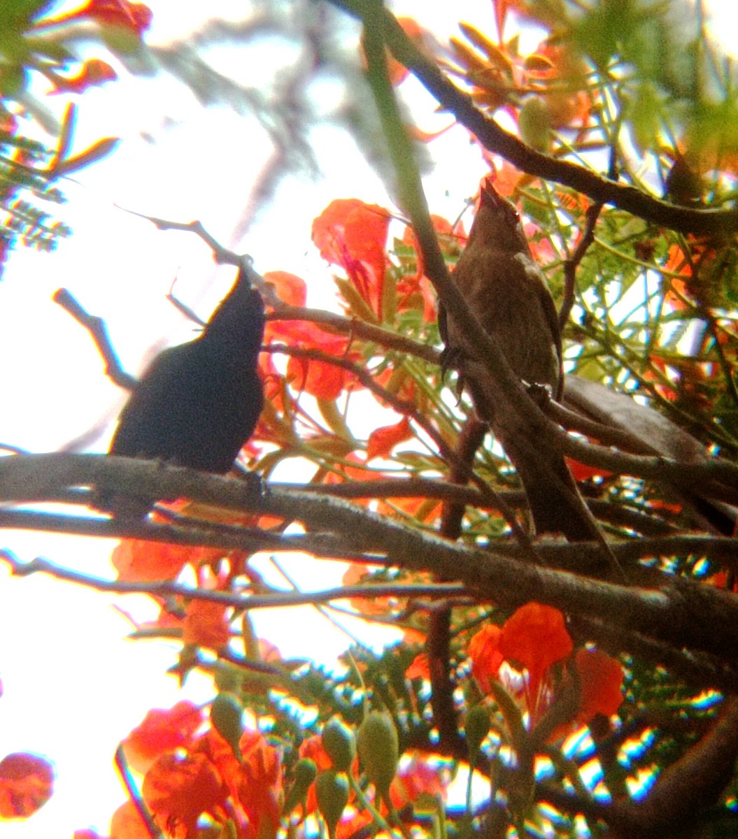 Tawny-shouldered Blackbird - ML620812821