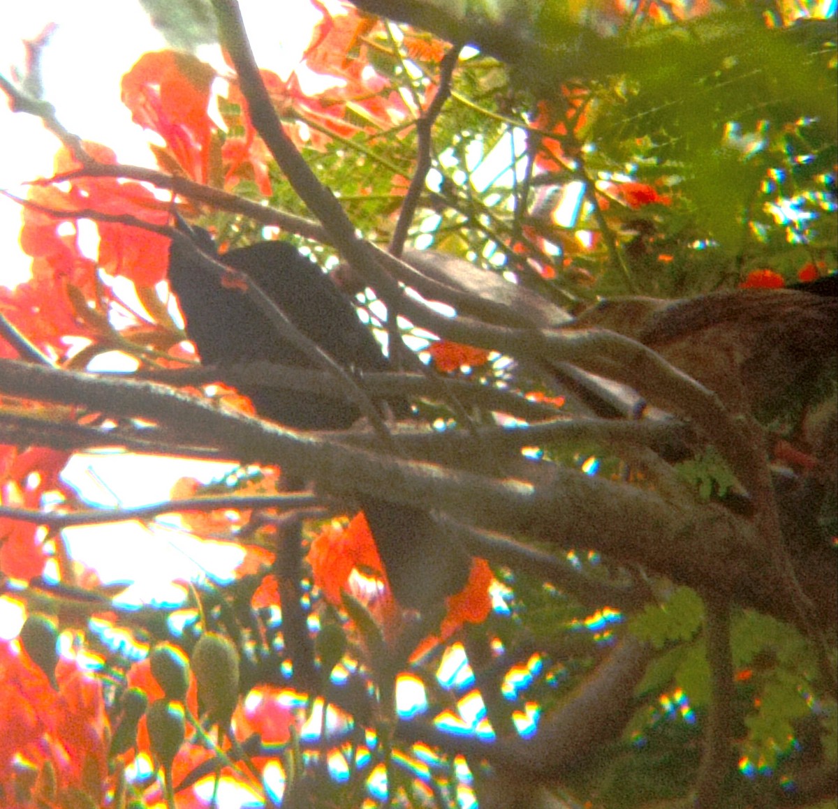 Tawny-shouldered Blackbird - ML620812822