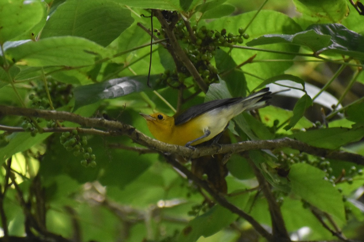 Prothonotary Warbler - Claire H