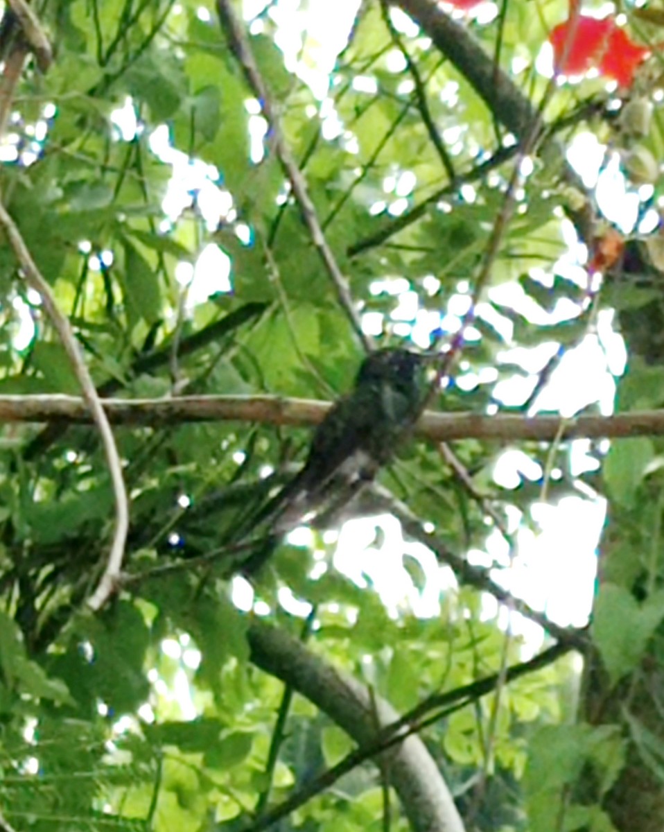 Cuban Emerald - ML620812827