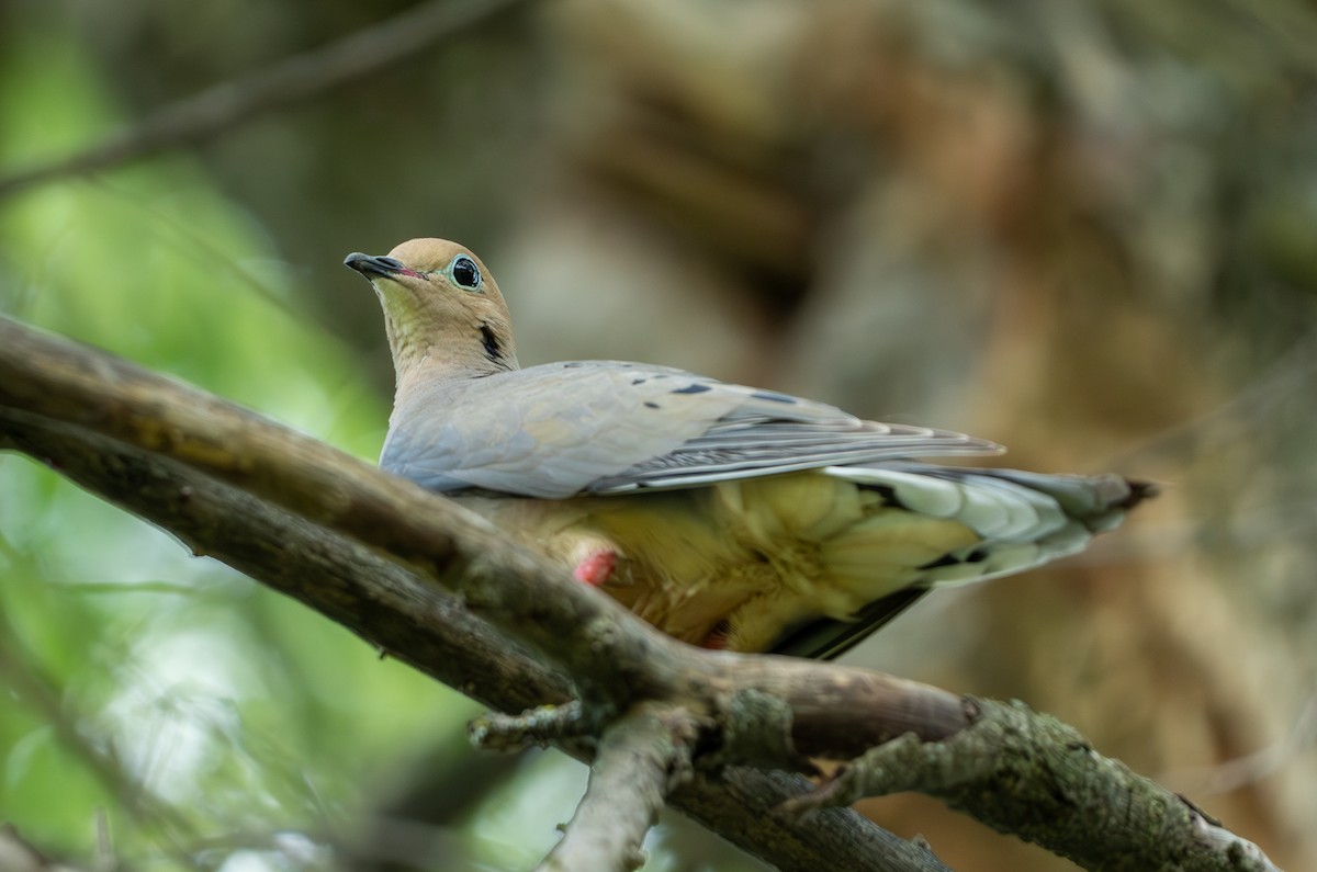 Mourning Dove - ML620812830