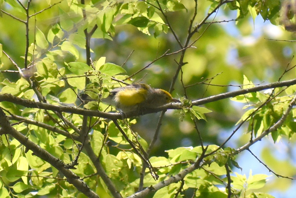 Prothonotary Warbler - ML620812831