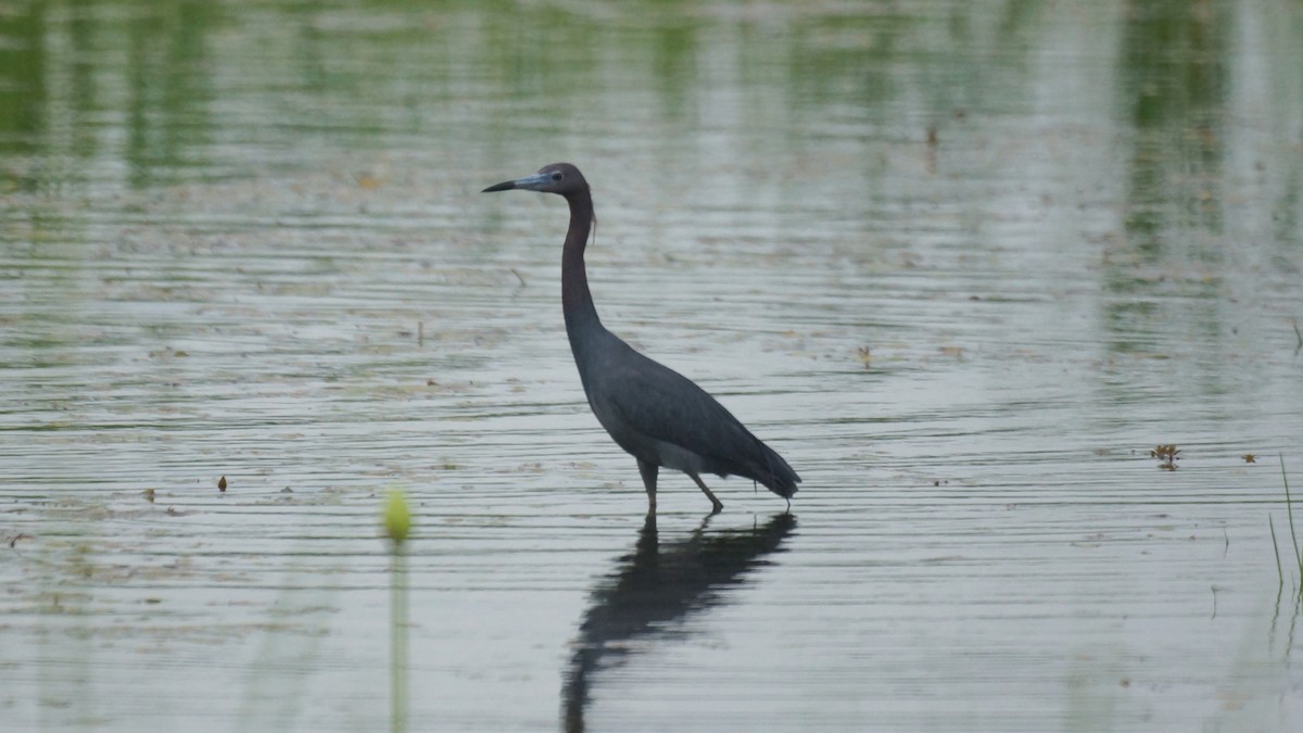 Little Blue Heron - ML620812832