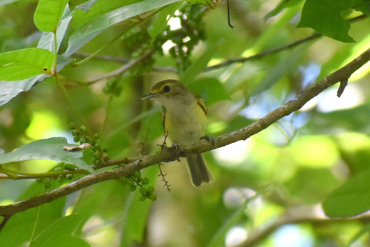 White-eyed Vireo - ML620812834