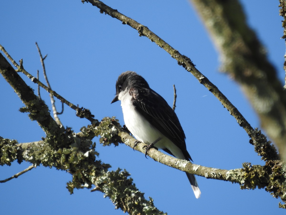 Eastern Kingbird - ML620812835