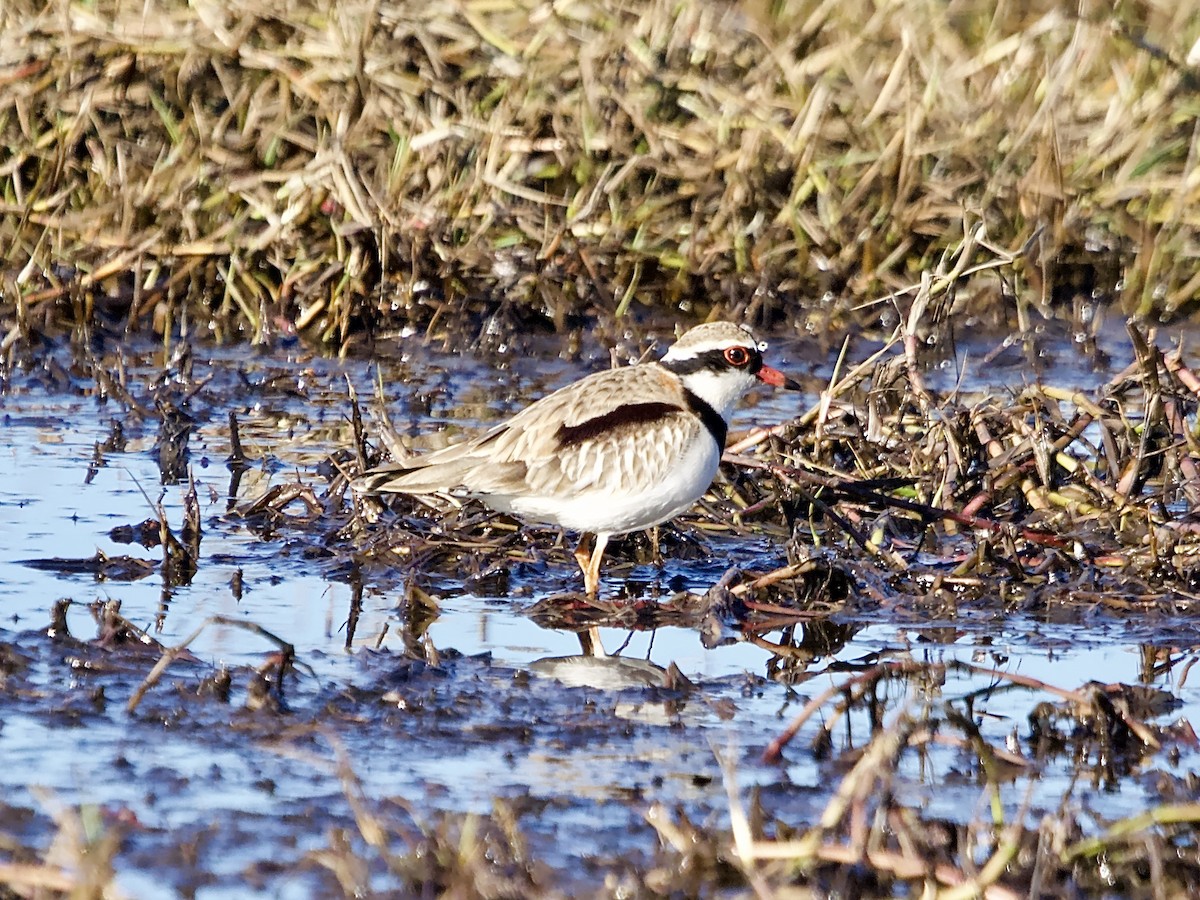 Black-fronted Dotterel - ML620812836