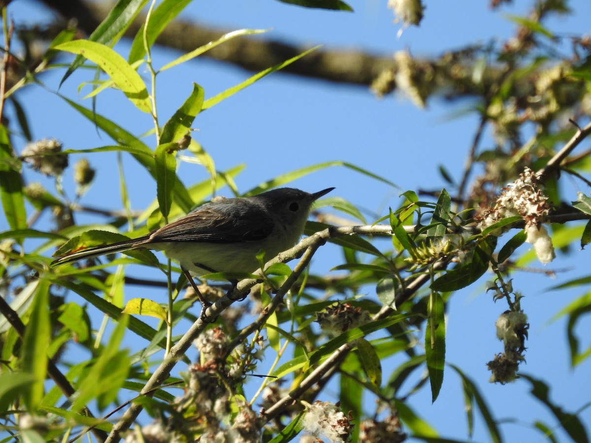 Blue-gray Gnatcatcher - ML620812841