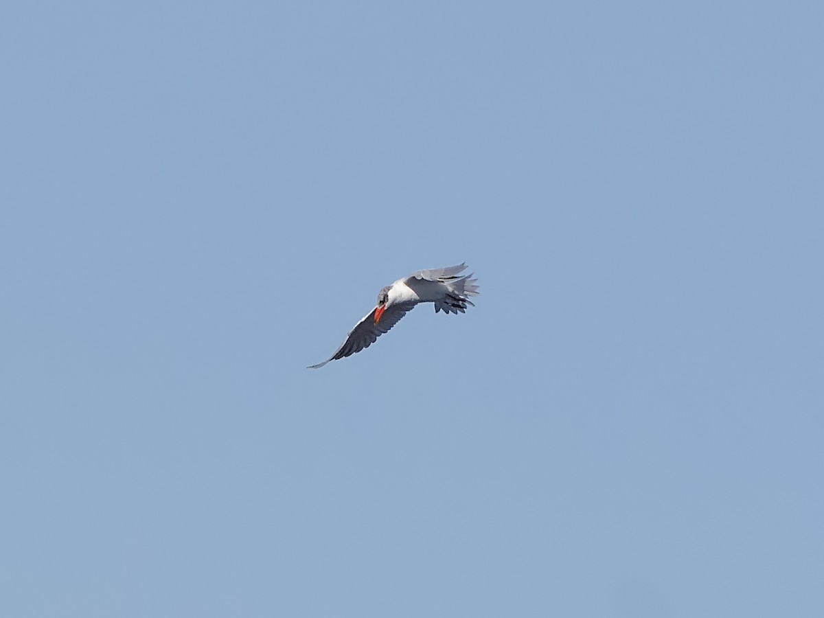 Caspian Tern - ML620812842