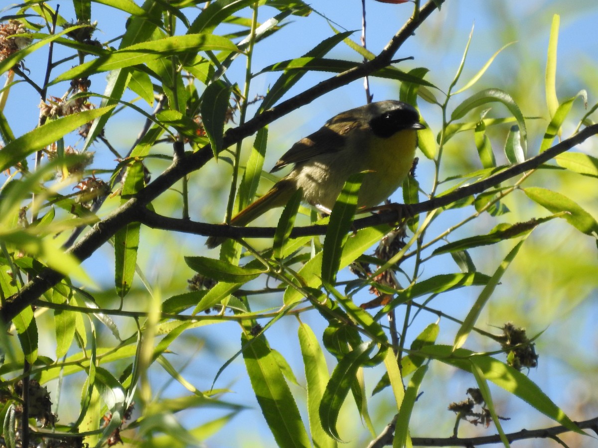 Common Yellowthroat - ML620812846