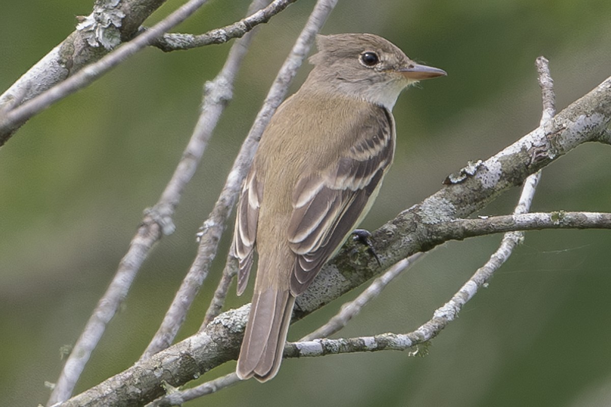 Willow Flycatcher - ML620812847