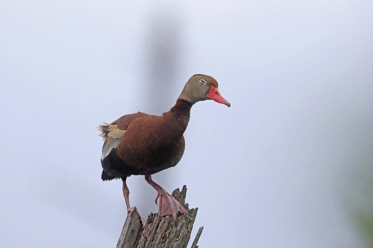 Black-bellied Whistling-Duck - ML620812853