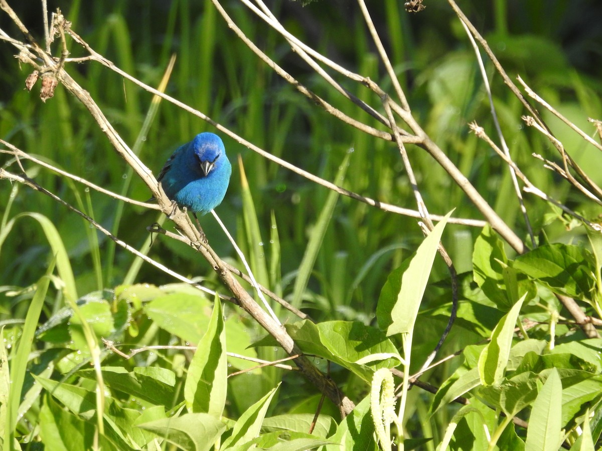 Indigo Bunting - ML620812862