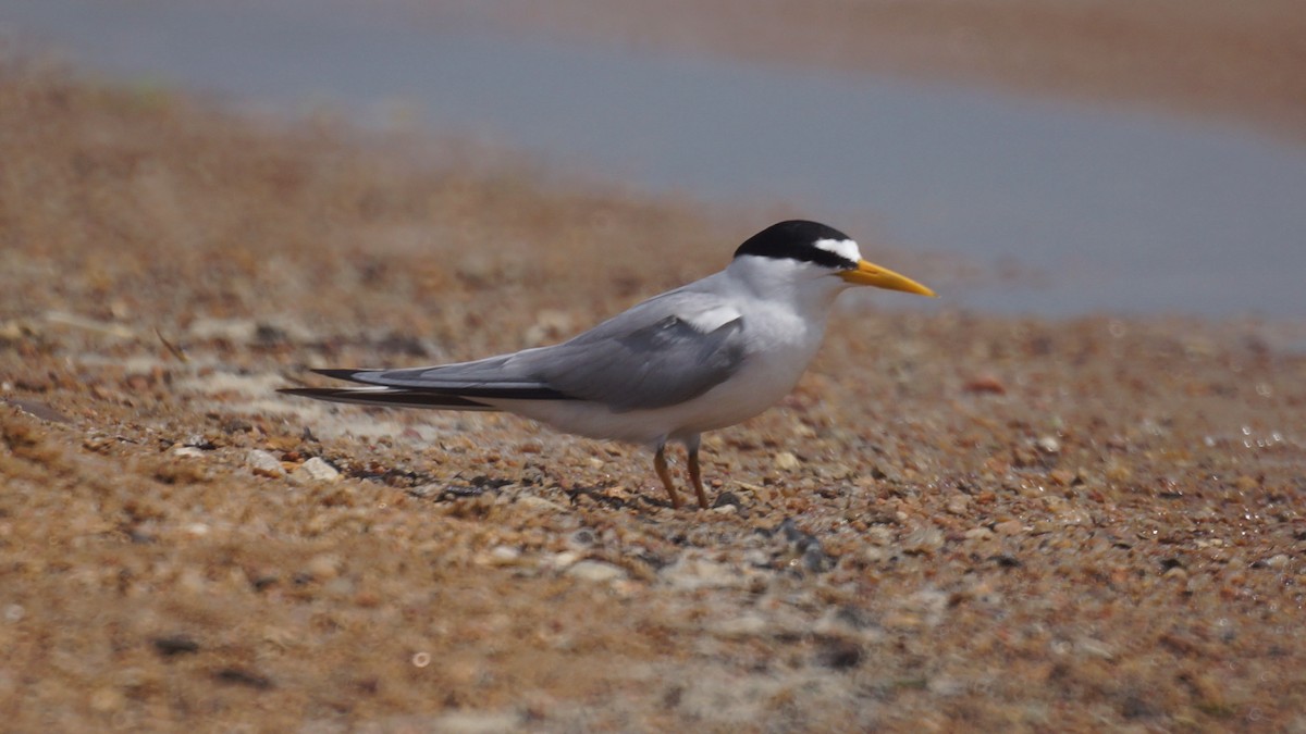 Least Tern - ML620812863