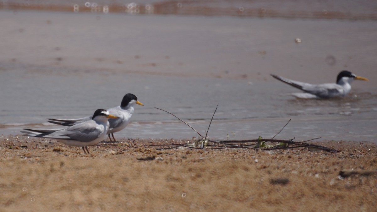 Least Tern - ML620812864