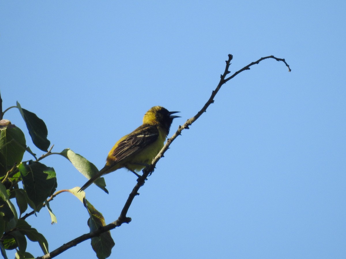 Orchard Oriole - ML620812868