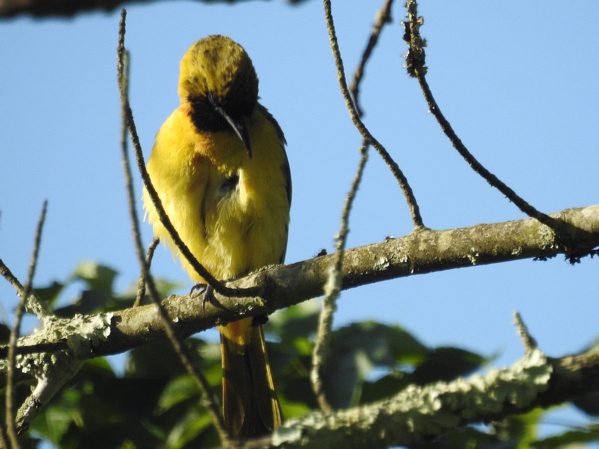 Orchard Oriole - ML620812869