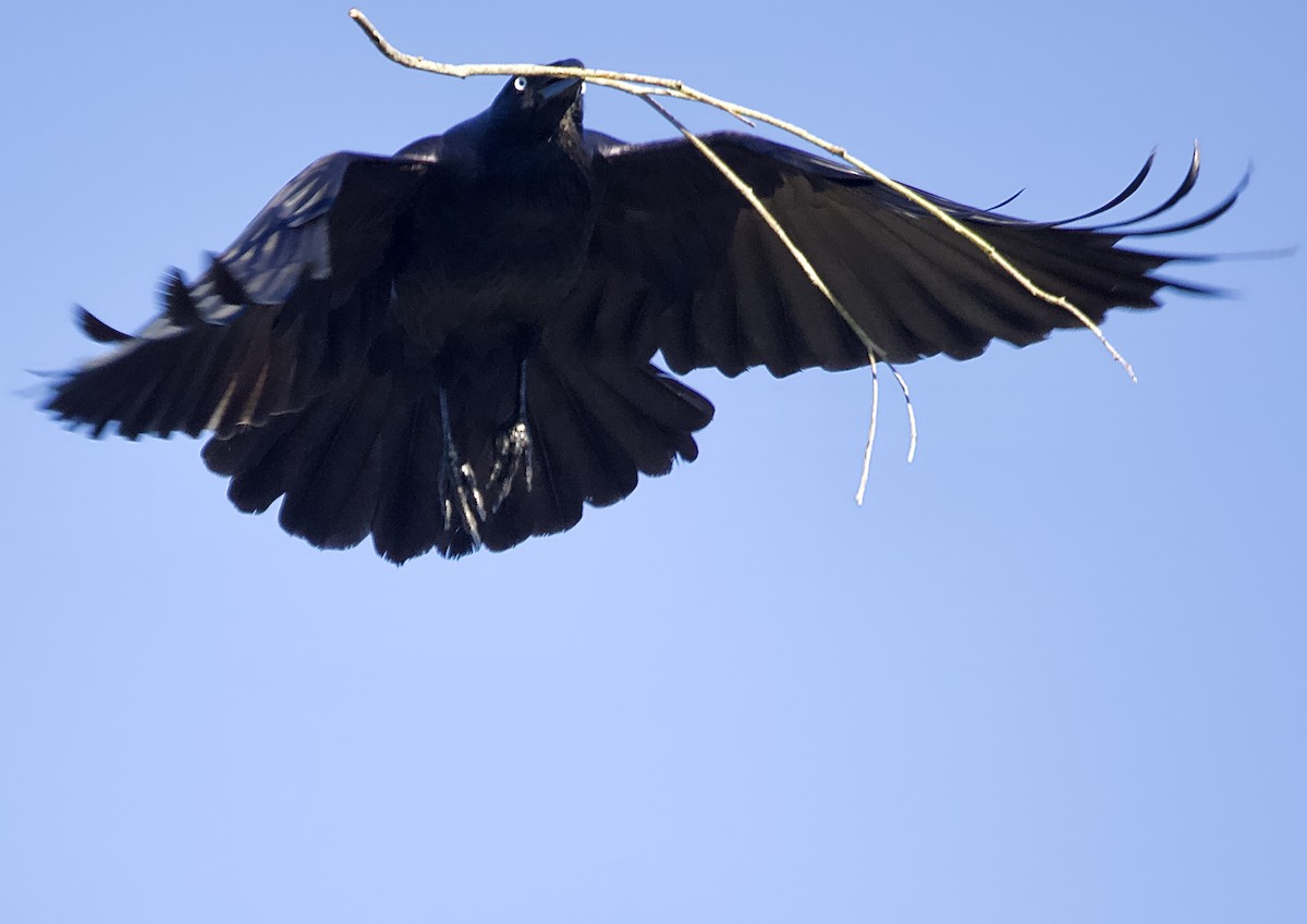 Australian Raven - ML620812870